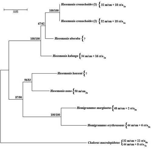 Figure 2. Phylogenetic tree drawn up from analyses of maximum likelihood and neighbor-joining of 467 bp in the 5ʹ region of the COI gene belonging to eight specimens. The values to the left of the nodes correspond to the bootstrap values obtained by ML and those to the right, to the NJ.