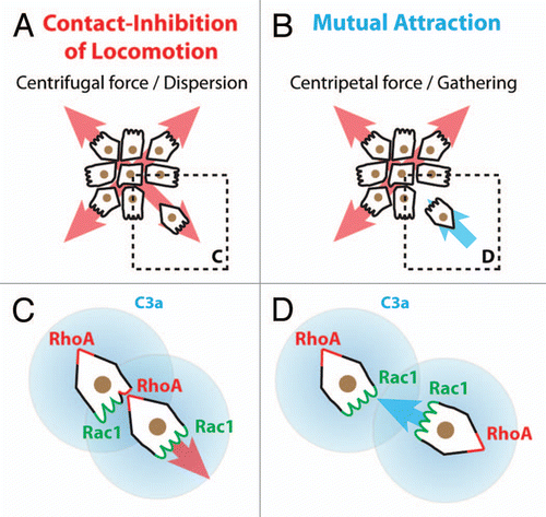 Figure 5 Collectiveness of Xenopus cephalic neural crest cells is maintained by mutual attraction based on autocrine C3a/C3aR signaling. (A) Contact-Inhibition of Locomotion (CIL) polarizes cells toward the cell-free space and therefore acts as a centrifugal force leading to dispersion. (B) Mutual attraction driven by chemoattractant C3a acts as centripetal force promoting gathering of cells. (C) Cell-cell interactions through CIL polarize the distribution and activity of small GTPases within the cells. (D) C3a/C3aR signaling promotes Rac1 activity in cells that have recently left the group. This leads to repolarization and gathering.