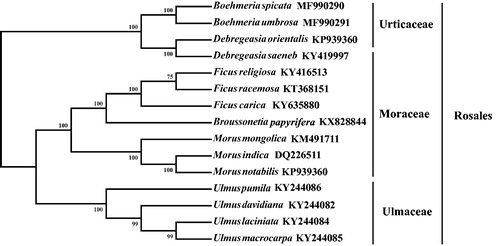 Figure 1. Phylogenetic tree produced by Maximum Likelihood (ML) analysis base on chloroplast genome sequences from 15 species of Rosales, numbers associated with branched are assessed by Maximum Likelihood bootstrap.