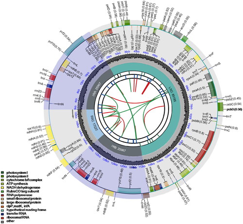 Figure 2. Circular map of the chloroplast genome of Phyla nodiflora. From the center going outward, the first circle shows the distribution of the repeats connected with red (the forward direction) and green (the reverse direction) arcs. The second circle displays the tandem repeats marked with short bars. The third circle shows the LSC, SSC, IRa, and IRb regions. The fourth circle shows the percentage of GC content. The next circle shows the genes having different colors based on the functional groups. The functional classification is shown at the bottom left. Genes inside the circle are transcribed in a clockwise direction, and those outside are in a counter-clockwise direction.