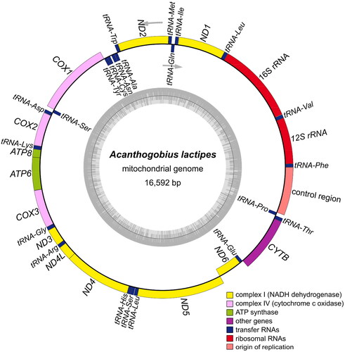 Figure 2. Mitochondrial genome map of Acanthogobius lactipes.