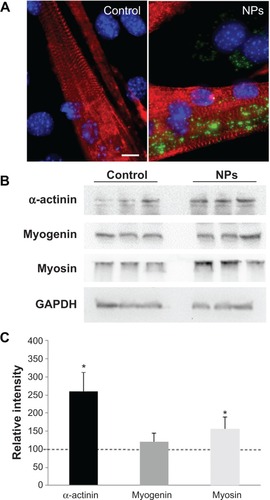 Figure 5 Effect of NPs on the expression of muscle specific markers in myotubes.Notes: (A) Fluorescence images of myotubes after incubation with and without NPs. Red, staining of alpha-actinin characteristic of the sarcomeric organization of myofibers; blue, Hoechst stained-nuclei. Scale bar, 1 μm. (B) Expression of muscle-specific markers. After myoblast treatment with NPs, proteins were extracted from myotubes at day 7 of differentiation and subjected to sodium dodecyl sulfate polyacrylamide gel electrophoresis. Immunodetection was carried out using specific antibodies against alpha-actinin, myosin heavy chain, and myogenin. Glyceraldehyde-3-phosphate dehydrogenase was used as a loading control. (C) The level of the different proteins was quantified and expressed as a percentage of the level obtained in the untreated control cells. Bars on the graph represent the standard error of the mean. *Significantly different from the control (P≤0.05).Abbreviation: NP, silica nanoparticle.