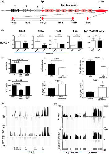 Figure 1. HDAC, HDACi and wt B-cells. (A) IgH locus (not to scale). The locations of V-D-J segments, Eµ enhancer, constant genes and 3’RR are indicated. The palindromic structure of the IgH 3’RR (to scale) with its four enhancer elements (hs3a, hs1,2, hs3b and hs4) and the IRIS sequences are represented. (B) HDAC1 fixation on enhancer elements of the 3’RR. ChIP experiments were performed on 2-day LPS-stimulated wt B-cell splenocytes (mean ± SEM of 5 experiments) and on 2-day LPS-stimulated ΔIRIS B-cell splenocytes (mean ± SEM of 6 experiments). The mock immunoprecipitation (IP) during ChIP is the control IP to avoid unspecific antigen-antibody reactions. Quantitative PCR experiments were compared between samples treated with HDAC1 antibodies (white bars) and unspecific antibodies (mock, black bars). Significance with the student-t-test for paired data. PCR primers for quantitative PCR are the following: hs4-Fw-ChIP 5'-CCATGGGACTGAAACTCAGGGAACCAGAAC-3'; hs4-Rev-ChIP5'-CTCTGTGACTCGTCCTTAGC-3'; hs3b-Fw-ChIP 5'-TGGTTTGGGCCACCTGTGCTGAG-3’; hs3b-Rev-ChIP 5'-GGGTAGGGCAGGGATGTT CACAT-3'; hs3a-Fw-ChIP 5'-GGGTAGGGCAGGGATGCTCACAT-3'; hs3a-Rev-ChIP 5'-GCTCTGGTTTGGGGCACCTGTGC-3'; hs1,2-Fw-ChIP 5'-AGCATACACTGGGACTGG-3'; hs1,2-Fw-ChIP 5'-CTCTCACTTCCCTGGGGTGTT-3'. ChIP experiments were done with HDAC1 (ab7028, Abcam) specific antibodies. (C) Influence of SAHA on in vitro B-cell growth, CSR and Ig secretion. Proliferation (six replicates) was evaluated with the MTS assay after 3 days stimulation with LPS (5 µg/ml) ± IL-4 (20 ng/ml) in the presence of 2µM and 200 nM SAHA. Results (mean ± SEM of 4 experiments) are reported as % of variations as compared to stimulated cells without SAHA (Mann-Whitney U-test for significance). IgG3 CSR (LPS stimulation) and IgG1 CSR (LPS + IL4 stimulation) were evaluated by flow cytometry. Results are reported as mean ± SEM of 4 and 5 experiments for IgG3 and IgG1, respectively (Mann-Whitney U-test for significance). In vitro Ig secretion was evaluated at day 4 by specific ELISAs. Results are reported as mean ± SEM of 4 and 5 experiments for IgG3 and IgG1, respectively (Mann-Whitney U-test for significance). (D) Influence of SAHA on 3’RR eRNAs. Sense (in black) and antisense (in grey) transcription in two-day LPS (5µg/ml) ± SAHA (200 nM) stimulated B-cell splenocytes of wt mice. One representative experiment out of two (pooled cells from three mice per group) is reported. The locations of the various 3’RR enhancer elements are reported. (E) Influence of SAHA on IgH locus transcription. IgM and IgG1 sense (in black) and antisense (in grey) transcription in LPS (5µg/ml) ± SAHA (200 nM) stimulated B-cell splenocytes of wt mice. Same samples as in D.