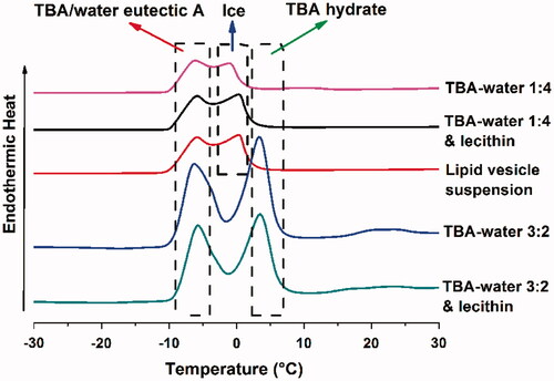 Figure 5. DSC thermograms of TBA/water 1:4, TBA/water 1:4 + lecithin, lipid vesicle suspension, TBA/water 3:2 and TBA/water 3:2 + lecithin.