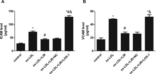 Figure 6. Effect of liraglutide on ox-LDL-induced LOX-1-mediated upregulation of ICAM-1 and VCAM-1. Cells transfected with pcDNA3.1 null control or pcDNA3.1-LOX-1 were treated with 20 µg/mL ox-LDL alone or combined with 1000 nM liraglutide and ICAM-1 and VCAM-1 level was determined by ELISA assay. The results of three independent experiments were expressed as mean ± SE. *P < 0.05 compared to control, #P < 0.05 compared to ox-LDL group, &P < 0.05 compared to ox-LDL + liraglutide group.