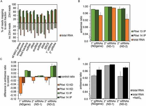 Figure 4. Asymmetric modification and Ptiwi selectivity contributes to accumulation of antisense siRNAs. A: Number of 23nt reads mapping to each indicated genomic feature and transgene regions accounting for 1° and 2° siRNAs were related to the total number of reads of other sizes. Calculation is shown for the mean of Ptiwi IPs and RNA from pTI-/- injected cells as control (total RNA). B: Antisense ratio of reads from Ptiwi IPs calculated by merging three replicates each. C: Difference in the antisense ratio of reads to the antisense ratio of respective control was calculated. Data is shown for reads from knockdown of Ptiwis in duplicates and IPs (triplicates) mapping to the indicated transgene regions. D: Antisense ratio of small RNAs from pTI-/- transgene samples (total RNA, untreated) and small RNAs treated with sodium periodate (+NaIO4). Average of reads from two replicates is shown