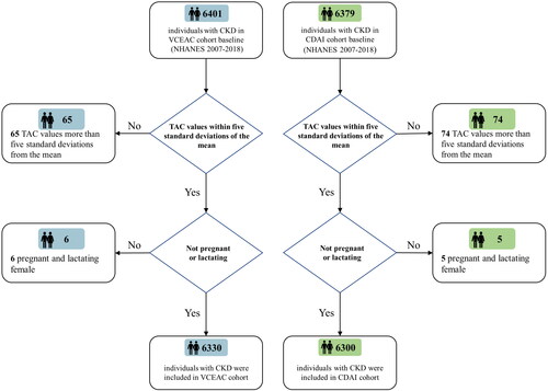 Figure 1. Flowchart for the selection of the study population, NHANES (2007–2018). A total of 6401 participants for VCEAC cohort and 6379 for CDAI cohort were separately eligible for criteria. After the exclusion of those pregnant or lactating women, and those with TAC values more than five standard deviations from the mean, 6330 participants with CKD were included in the final VECAC cohort analysis and 6300 participants with CKD were included in the final CDAI cohort analysis.