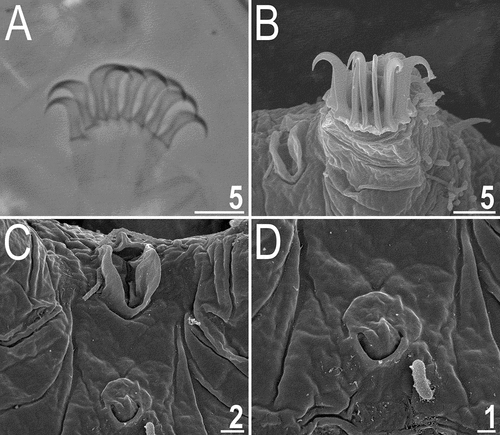 Figure 9. Detailed morphology of Echiniscoides bufocephalus sp. nov.: A. claws I (PCM), B. claws IV (SEM), C. anus and male gonopore (SEM), D. male gonopore in close-up (SEM). Scale bars in μm.