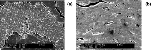 Figure 6. Microstructures of sisal fiber using SEM at magnifications of (a): 500× and (b): 2000 × .