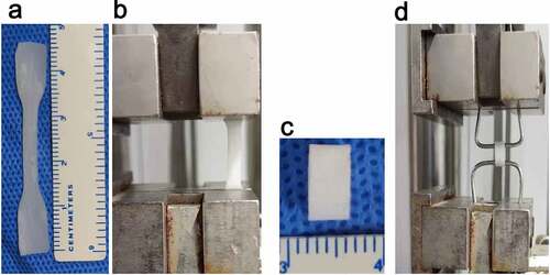 Figure 1. Axial and circumferential test samples and mechanical tests. (a) Dumbbell-shaped sample for the axial test (n = 5). (b) Axial mechanical test. (c) Annular sample for the circumferential test (n = 5). (d) Circumferential mechanical test