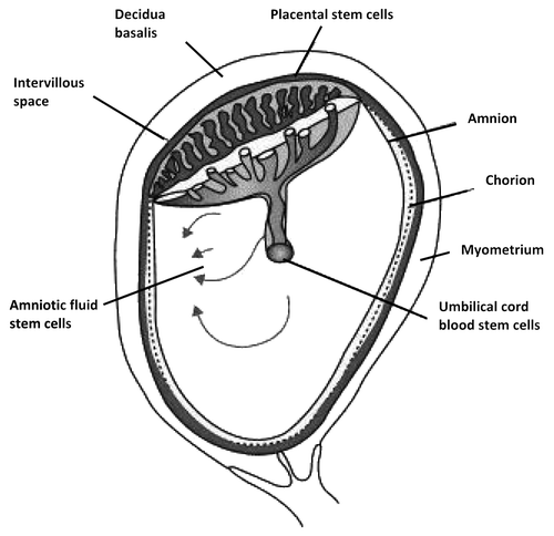 Figure 1. Schematic drawing of fetal stem cells localization derived from the extra embryonic tissues such as human placenta consisting in amnion, chorion (fetal parts) and deciduas (maternal part), amniotic fluid and umbilical cord blood.