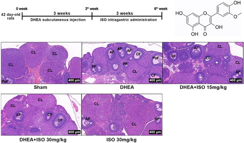 Figure 1. Experimental protocols for PCOS model and ISO treatment (A), chemical structure of ISO (B), and the representative pictures of ovarian tissues after H&E staining (scan bar = 400 μm) (C). CL, corpus luteum; AF, antral follicle; CF, cystic follicles; PF, primary follicle; PoF, preovulatory follicle.