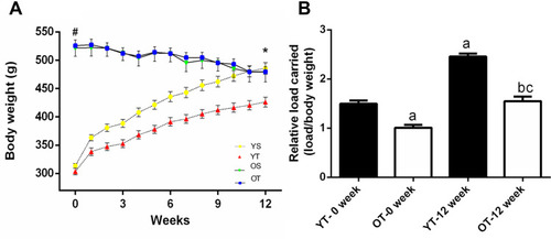 Figure 1 Body weight changes and relative load capacity of trained groups during the experimental period. Values are presented as means ± SD. (A) Body weight over the 12 weeks. (B) Initial and final relative load capacity. The experimental groups were: young sedentary (YS), young trained (YT), old sedentary (OS), and old trained (OT). Statistically significant differences compared to: #young rats; *0 weeks; aYT, 0 weeks; bOT, 0 weeks; cYT, 12 weeks, p≤0.05 (n=5 per group).