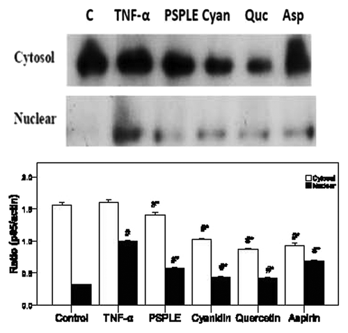 Figure 4. Effects of PSPLE and its components on NFκB activity. After HAECs were pretreated with the indicated samples then incubated with TNF-α, cytosolic and nuclear extracts were prepared, and the expression of NFκB p65 was assessed by western blot analysis. A representative image of three similar results is shown (upper panel). Actin served as the loading control for the cytosolic compartment while hnPNPc1/c2 was used for the nuclear extract. Semi-quantitative analysis of three independent experiments are also shown (lower panel). # indicates a significant difference between the TNF-α treatment and control groups, p < 0.05. * indicates a significant difference between the TNF-α and experimental treatment groups, p < 0.05.