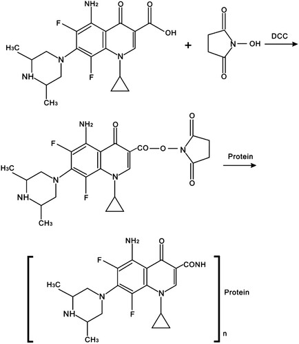 Figure 1. Synthesis of immunogen and coating antigen (Protein: BSA or OVA).