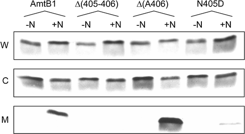 Figure 4.  Interaction of AmtB CTR variants with GlnK. Whole cell lysates (W), cytoplasmic (C) and membrane (M) fractions were probed with a αGlnK antiserum. -N: no NH4Cl added; +N: after addition to the culture of 30 mM NH4Cl for 15 min. The AmtB variants co-expressed with GlnK are indicated above the lanes. Data for representative variants are shown. Similar assays were carried out with Δ(399–406), R384A, G393D, G393R, Y404G, N405A and N405Q all of which showed no GlnK sequestration.