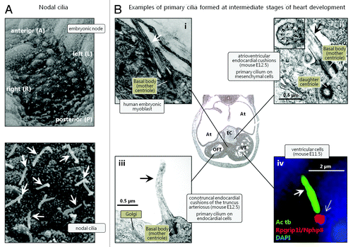 Figure 1. Different populations of cilia in the developing heart. (A) Scanning electron microscopy images of nodal cilia (arrows) at the embryonic node. Reproduced from ref. Citation8 with permission. (B) Transmission electron microscopy (i, ii and iii) and immunofluorescence microscopy (IFM) (iv) images of cardiac primary cilia (arrows) emanating from the centrosomal mother centriole that functions as a basal body. In the IFM analysis, the primary cilium was marked with an antibody against acetylated α-tubulin (Ac tb; green), and the lower part of the cilium (open arrow) was marked with an antibody against Nephrocystin 8 (Rpgrip1l/Nphp8; red). Nuclei were marked with DAPI, which stains DNA (blue). Abbreviations: At: Atrium; EC: endocardial cushions; OFT: outflow tract; VT: ventricle. Reproduced from ref. Citation133 (i), Citation142(ii and iii), and Citation22 (iv) with permissions.