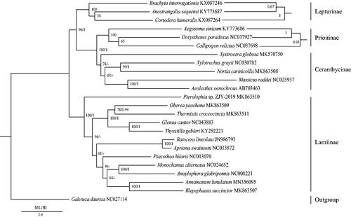 Figure 1. Phylogenetic trees of the relationships among 24 species of Coleoptera, including Annamanum lunulatum, were based on the nucleotide dataset of the 13 mitochondrial protein-coding genes. The numbers showed between branches indicate the posteriori probabilities from Bayesian inference (BI) and bootstrap percentages from maximum-likelihood (ML, 1000 replications) analyses. The GenBank accession numbers of all species were also shown.
