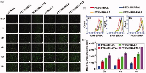 Figure 4. Cell uptake of NCI-H460 cells treated with co-delivery nanoparticles containing FAM-siRNA. (A) Cells were washed with PBS, and observed by inverted fluorescence microscope. Scale bar = 50 μm. (B) Cells were trypsinised and resuspended, and the FAM signal was analyzed by flow cytometer. (C) Mean fluorescence intensity of nanoparticles was calculated. Results are presented as the mean ± SD (n = 3).