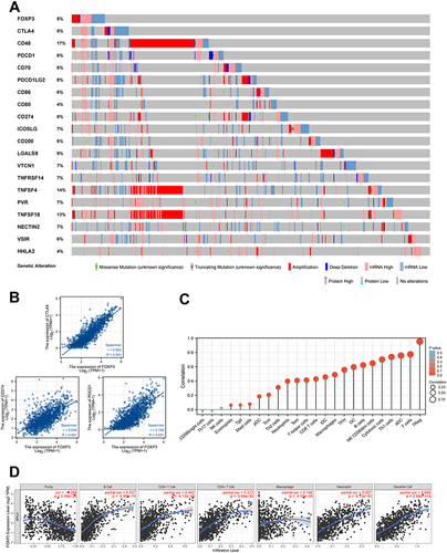 Figure 3 FOXP3 and Immune Checkpoints Mutation Analysis, The Relationship Between the Expression of FOXP3 and Immune Checkpoints Genes as well as Immune Infiltration in BRCA. (A) Landscape of FOXP3 and immune checkpoint alteration in BRCA. (B) FOXP3 has a significant positive correlation with PDCD1, CD274, CTLA4. (C) Lollipop chart about correlation between 24 immune cell and the expression of FOXP3 in BRCA. (D) The correlation between the abundance of immune cell and the expression of FOXP3 in BRCA.