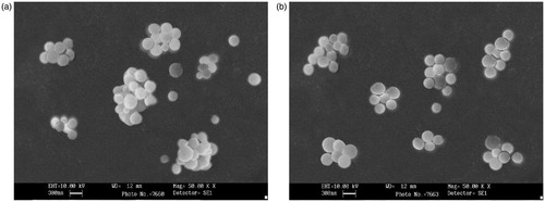 Figure 2. SEM image of (a) fluorescein sodium-loaded BSA nanoparticles; (b) glutathione-conjugated fluorescein sodium-loaded BSA nanoparticles.