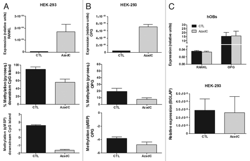 Figure 4. Effect of AzadC on RANKL and OPG expression in HEK-293 cells and primary osteoblasts. (A) RANKL expression was explored by RT-qPCR in HEK-293 cells, either untreated or treated with AzadC 5μM for 4 d. Graph shows RANKL expression relative to the housekeeping gene TBP. AzadC effect on DNA methylation of the RANKL downstream CpG region was studied by pyrosequencing and qMSP. (B) OPG transcriptional levels were explored by RT-qPCR in HEK-293 cells, either untreated or treated with AzadC 5uM for 4 d. Graph shows OPG expression relative to the housekeeping TBP. DNA methylation was explored by pyrosequencing and qMSP. (C) RANKL and OPG expression was assayed in primary osteoblasts treated with 5 μM of AzadC for 4 d (upper plot). Osteocalcin expression (BGLAP) was studied in HEK-293, either untreated or treated with AzadC 5μM for 4 d (lower plot). Graphs show OPG, RANKL and BGLAP expression relative to TBP. Mean and SD of three independent experiments for each cell line is showed.