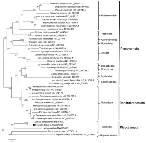 Figure 1. Phylogenetic tree of Lysmata debelius and related species based on maximum likelihood (ML) method.