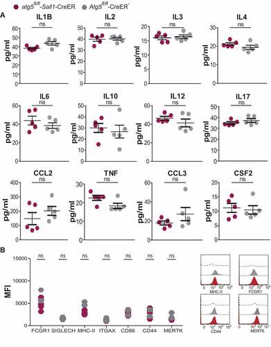 Figure 5. Quantification of cytokine production and activation phenotype of microglia after induction of EAE. (A) Representative graphs showing the amount of cytokines produced from hemisphere homogenates of atg5fl/fl-Sall1-CreER and Atg5fl/fl-CreER− mice. (A) IL1B/IL1β (interleukin 1 beta), IL2 (interleukin 2), IL3 (interleukin 3), IL4 (interleukin 4), IL6 (interleukin 6), IL10 (interleukin 10), IL12 (interleukin 12), IL17 (interleukin 17), CCL2/MCP-1 (C-C motif chemokine ligand 2), TNF/TNF-α (tumor necrosis factor), CCL3/MIP-1a (C-C motif chemokine ligand 3) and CSF2/GM-CSF (colony stimulating factor 2). (atg5fl/fl-Sall1-CreER n = 5, Atg5fl/fl-CreER− n = 5). The cytokines measured were within the range of the standard curve. (B) Represents quantification of median fluorescence intensity (MFI) of activation markers FCGR1/CD64, SIGLECH, MHC-II, ITGAX/CD11 C, CD86, CD44 and MERTK in PTPRClo ITGAM+ microglia. (atg5fl/fl-Sall1-CreER n = 5, Atg5fl/fl-CreER− n = 2). (B) Representative histograms depicting the activation intensity of MHC-II, FCGR1/CD64, CD44 and MERTK in atg5fl/fl-Sall1-CreER (red peak), Atg5fl/fl-CreER− (gray peak) florescent minus one (black dashed line). Statistical analysis: Mann-Whitney test was applied