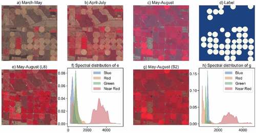 Figure 3. Example of data augmentation of time-series and multiple sensors. b-c is for time-series data augmentation of a. d is label. e and g are multiple sensor data augmentation of a, which are derived from the Landsat-8 and Sentinel-2 satellites, respectively. f and h are the corresponding spectral distribution of e and g.