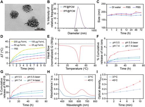 Figure 2 Characterizations of tPF@PCM. (A) TEM image of tPF@PCM. Scale bar represents 100 nm. (B) Size distribution of PF@PCM and tPF@PCM in distilled (DI) water. (C) Stability of tPF@PCM in DI water, fetal bovine serum (FBS), and PBS at 37 °C for 72 h, respectively. (D) Photothermal heating curve of tPF@PCM at different concentrations. (E) Characterization of phase transformation of PCM measured by DSC. (F, G) Cumulative release of iron ions (F) and PR-619 (G) from tPF@PCM at pH 5.5 and 7.4 with or without NIR laser irradiation, respectively. (H) POD-like activity of tPF@PCM at 37 °C and 45 °C maintained by laser irradiation for 10 min. (I) Absorbance variation of tPF@PCM at 652 nm at different temperatures. Data are presented as mean ± SEM.