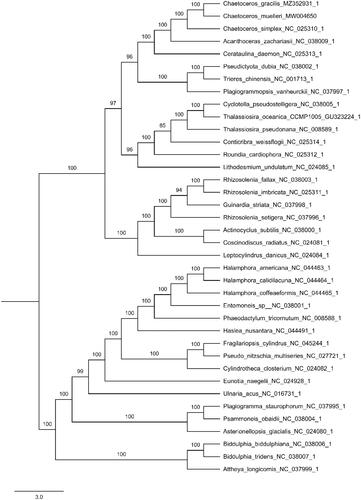 Figure 1. Phylogenetic relationships of 38 species based on concatenated coding sequences of 115 chloroplast coding genes. The phylogenetic analysis was performed by using the software PhyloSuite. The sequences were aligned by MAFFT v7.037 and concatenated, and then the data was partitioned using PartitionFinder2 with AICc model selection under GTR, GTR + G and GTR + I + G + X models. The IQ-tree was used to infer the maximum likelihood (ML) tree with 5000 ultrafast bootstraps under Partition Mode.