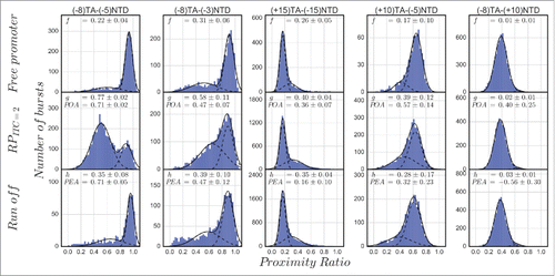 Figure 1. Promoter bubble opening activity (POA) and promoter escape activity (PEA) of doubly labeled lacCONS promoter dsDNA. Each panel reports the proximity ratio histogram for FRET between donor (D; ATTO550 or Cy3B in the case of (+15)TA−(−15)NTD) and acceptor (A) labeling different promoter registers on either the template (T) or the nontemplate (NT) strands. From left to right, two panels report results for both dyes in the bubble region in initiation, the third panel reports results when one dye was upstream from the bubble region in initiation and the other was downstream from it, and the last two panels report results when one dye was in the bubble region in initiation, while the other downstream from it. From top to bottom, shown are proximity ratios of the free promoter DNA, in within the RPITC = 2 initiation complex and after run-off should have occurred following supply of all four NTPs. f, g and h represent the fraction of the sub-population that is not the major one in the measurement of free promoter DNA and their values are reported as a result of a constrained two Gaussian fit (see the appendix). Promoter bubble opening activity (POA) and promoter escape activity (PEA) are calculated from these fractions as described in the appendix.