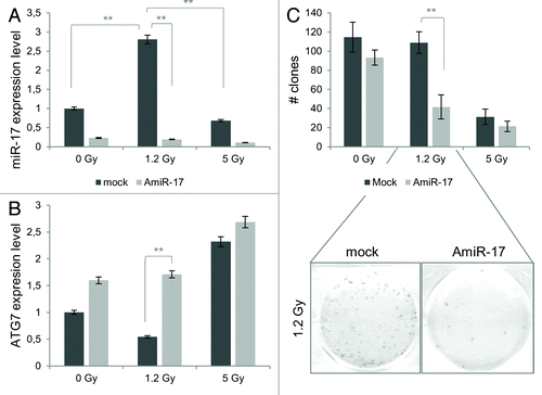 Figure 7. Combined effects of IR and miR-17 inhibitor (AmiR-17) treatment on miR-17/ATG7 expression and on long-term viability in U373-MG cells. (A) U373-MG cells are transfected with AmiR-17 (2.5 μM) 48 h before IR administration (0−1.2–5 Gy). miR-17 and ATG7 protein expression are evaluated by means of real-time quantitative PCR and immunoblotting/densitometric analysis, respectively. Results are normalized to mock untreated samples. (B) For U373-MG long-term viability a clonogenic assay is performed after a 2-weeks culturing condition. Statistics (clones number and mean of each treatment) are reported in Table S2. *P < 0.005, **P < 0.001.