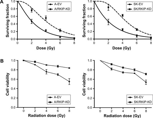 Figure 3 RKIP reduction enhances radioresistance of NSCLC cells in vitro.