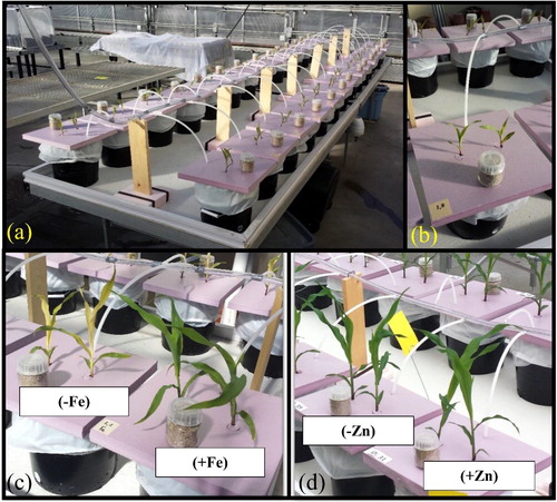 Figure 1. Images of experimental set-up and deficiency symptom. (a) overview, (b) close-up view, (c) Fe sufficient and deficient plants, and (d) Zn sufficient and deficient plants.
