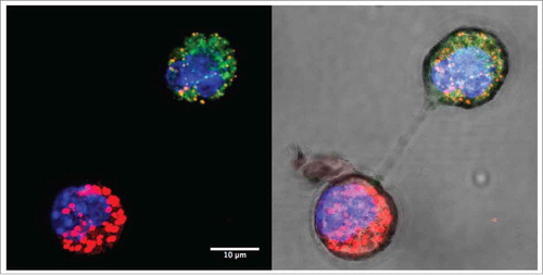 Figure 1. Intercellular mitochondrial transfer. Confocal images of mitochondrial transfer between MitoTracker-labeled 4T1 breast carcinoma cells (red) and 4T1ρ° cells (green) under dark field (left) and bright field (right) showing membrane nanotube connections. Cells were co-cultured for 24 h and nuclei were stained with NucBlue.