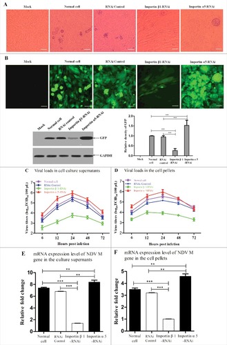 Figure 9. Importin α5 decreases importin β1-participated NDV replication and pathogenicity. (A) Normal cells, RNAi control cells, importin β1-RNAi cells and importin α5-RNAi cells were infected with rSS1GFP at an MOI of 1. Twenty-four hours after infection, the CPE was observed under phase-contrast microscope. (B) The expression of GFP obtained from (A) was observed under fluorescence microscope and detected by Western blotting. (C and D) Normal cells, RNAi control cells, importin β1-RNAi cells and importin α5-RNAi cells were infected with rSS1GFP at an MOI of 1. At different time points (6, 12, 24, 48 and 72 hpi), the viral loads in the cell culture supernatants (C) and cell pellets (D) were determined by TCID50 in DF-1 cells. The graphs showed the average of viral titers in DF-1 cells from three independent experiments. (E and F) qRT-PCR was used to examine the mRNA expression levels of NDV M gene in the cell culture supernatants (E) and cell pellets (F) obtained from (C) and (D) at 24 h post-infection, respectively. The graphs showed the average of mRNA levels of NDV M gene in DF-1 cells from three independent experiments. P values < 0.001 are represent with### and p values <0.01 are represent with ##.