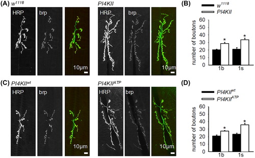 Figure 1. PI4KII restrains nerve terminal growth. (A, C) Representative images of fixed third instar larval nmjs stained with an FITC-conjugated anti-HRP antibody and anti-brp antibody. (B) There was a significant increase (p < .001) in the number of 1b and 1s boutons in PI4KII null mutants (n = 14) in comparison to controls (w1118; n = 15). (D) There was a significant increase (p < .01) in the number of 1b and 1s boutons in nmjs of larvae expressing PI4KIIATP in a PI4KII null mutant background (n = 7) in comparison to larvae expressing PI4KIIwt in a PI4KII null mutant background (n = 9). Error bars represent SEM.