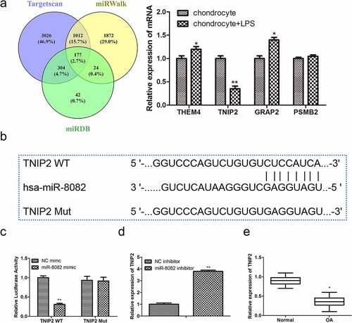 Figure 6. TNIP2 is a target gene of miR-8082. (a) The target genes of miR-8082 were detected by Bioinformatics. (b) The binding sites between miR-8082 and TNIP2. **P <0.01, *P <0.05 LPS-induced chondrocytes compared with the control chondrocytes group. (c) Luciferase reporter assay, **P <0.01, miR-8082 mimic group compared with the NC mimic group. (d) The mRNA expression of TNIP2, **P <0.01, miR-8082 inhibitor group compared with the NC inhibitor group. (e) The mRNA expression of TNIP2. *P <0.05, OA group compared with the normal group. (f) The correlation analysis between the expression of TNIP2 and miR-8082.