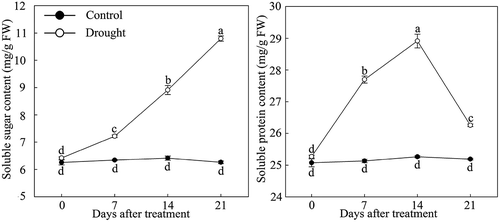 Figure 1. Soluble sugar and soluble protein content changes in drought-treated P. lactiflora and Control. Values represent the mean ± standard deviation (SD) and letters indicate significant differences according to Duncan’s multiple range test (P < 0.05).