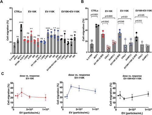 Figure 6. The pro-migratory impact of size-based EV populations and their immuno-depleted fractions on THP-1. (a) THP-1 mobilization in the response to increasing doses (6.25 E07, 1.25 E08, 2.5 E08, 5E08 and 1 E09 particles/mL) of size -based EV populations (EV-10 K, EV-110 K, EV-10 K + 110 K) in comparison with 0% FBS, 50 ng/mL MCP-1 as negative and positive controls, respectively (n = 3). (b) The migratory response of THP-1 to 2.5 E08 particles/mL of CDs (-) fractions and ICAM-1 (-) EV subpopulations in comparison with their crude EV samples (n = 3). (c) The bell -shaped pro-migratory response of THP-1 to the increasing doses of size-based EV populations. Data are given as mean ± SD of three independent biological experiments (n = 3) and one-way analysis of variance with a multiple comparisons test (Dunnet test, p value < 0.05 considered significant) was used to evaluate the statistical significance between treatments versus negative control (0% FBS, 6a) and Tukey’s test at the value of *p < 0.05 was applied to evaluate the statistical significance between different treatments (6b);*, **, ***, ****: significantly different from controls (p < 0.05, p < 0.01, p < 0.001 and p < 0.0001 respectively).