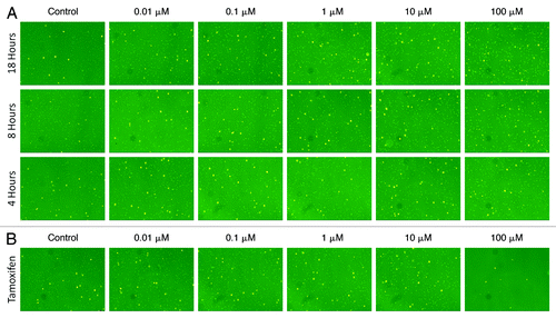 Figure 6. Combined fluorescent images of Cyto-ID® Green autophagy dye and propidium iodide stained Jurkat cells. (A) Time-dependent dose response analysis of rapamycin-induced autophagy stained with Cyto-ID Green autophagy dye (pseudo color green) and propidium iodide (pseudo color orange). The green fluorescent autophagosomes inside the Jurkat cells increased as the rapamycin concentration increased, demonstrating the brightest fluorescence intensity after 18 h treatment with 100 µM of drug. (B) As for the dose response comparison at 18 h between rapamycin and tamoxifen, it was noticeable in the images that rapamycin (shown in Fig. 6A) induced higher fluorescence signals in the Jurkat cells. In addition, tamoxifen was found to be highly cytotoxic at 100 µM, with most of the Jurkat cells losing viability at this concentration of drug.