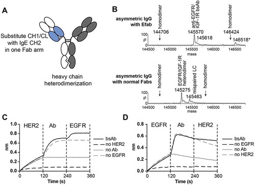Figure 3. A) Cartoon of EFab-containing asymmetric IgG bispecific antibody. EFab domain substitutions are colored in blue. Heterodimerization mutations are present in CH3 domain. B) Deconvoluted mass spectra of asymmetric IgGs with and without EFab. Anti-EGFR M60-A02 and anti-IGF1R C06 make up the antibody pair, with the EFab on the anti-EGFR arm. The correctly formed EFab containing bispecific has an expected mass of 145,567 Da (145,570 Da observed; the peak labeled * is the correctly formed bispecific antibody plus an O-glycan). There is no observed mispairing of light chain for the EFab molecule, (+ 312 Da for two IGF1R light chains and – 312 Da for two EGFR light chains), but significant mispairing of the regular Fab-containing construct is observed, resulting in antibody containing two M60-A02 light chains. C) and D) Binding by BLI of bispecific antibody to HER2 and EGFR (trastuzumab/cetuximab) in a sandwich format in both directions. Anti-penta-His biosensors were loaded with His-tagged antigens at 5 µg/ml, followed by bispecific antibodies (20 nM) and second antigen (15 µg/ml).