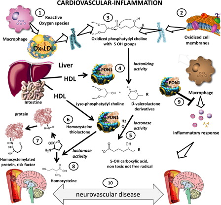 Figure 1. Protective role of paraoxonase 1 in cardiovascular disease and inflammation. Ischemic stroke is a very prevalent complication of atherosclerosis. PON1 may have a protective role in this disorder as it carries both antioxidant and anti-inflammatory functional properties. In this diagram we summarize the current knowledge on the main functional activities of PON1 a protective factor vis-a-vis atherogenesis. Reactive oxygen species issued from inflammation oxidize lipids in LDL (1) or cell membranes (2) producing oxidized phospholipids (3). PON1 produced in the liver and carried by HDL (4) exerts a lactonizing and lactonase activity (5) that results in the production of a carboxylic acid (5), eliminating further damage. The lactonase activity of PON1 also permits it to detoxify homocysteine thiolactone (6). This compound is associated with increased cardiovascular risk, since homocysteinylation of proteins (coagulation factors, lipoproteins, endothelial receptors) is atherogenic (7). Homocysteine thiolactone is one of the natural substrates of PON1, which hydrolyzes it to innocuous homocysteine (8). PON1 also exerts its salutatory action on macrophages and other inflammatory cells (9), preventing cellular oxidative stress and blocking cytokine cascades that aggravate inflammation that may lead to enhanced atherogenesis and neurovascular disease (10).
