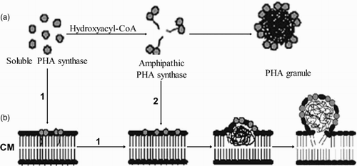Figure 3. Models for PHA granule self-assembly. (a) In vitro assembly process, (b) in vivo assembly depicting two possible routes 1 and 2. CM, cytoplasmic membrane.