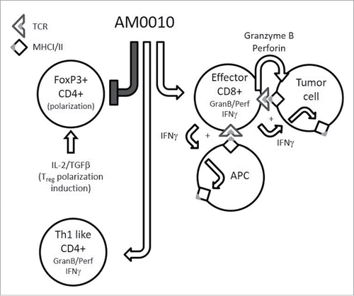 Figure 8. The pleiotropic effects of AM0010. This is a schematic cartoon of AM0010's pleiotropic effects. AM0010 treatment concomitantly and directly affects both CD4+ and CD8+ T cells. AM0010's effect on CD4+ T cells is to block IL-2/TGFβ-mediated polarization of CD4+ T cells into new FoxP3+ Tregs. This leads to a decrease in Tregs over time and decrease in TGFβ mediate immune suppression. AM0010 also facilitates the development of a Th1 IFNγ+-like CD4+ T cell. AM0010 potentiates IFNγ, granzyme and perforin production in CD8+ T cells upon TCR engagement. The potentiation of these factors then leads to a cascade of effects, not directly induced by AM0010 treatment. The IFNγ drives MHCI/II presentation on all cells in the tumor microenvironment. Therefore, both tumor cells and antigen-presenting cells express more MHCI/II+ antigen. The increased secretion of granzyme and perforin leads to more tumor cell death, increasing the antigen pool for intratumoral antigen-presenting cells to take up and present. This becomes a reiterative cycle where more tumor cell killing leads to more antigen presentation, where both immune-dominant and, we hypothesize, cryptic tumor antigens are presented. This cascade of events permits enhanced tumor immune surveillance.