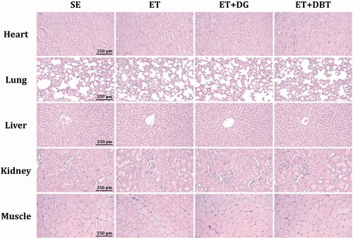 Figure 5. Effects of exercise training and herbal extract supplementation on the histology of heart, lung, liver, kidney, and muscle tissue (H&E staining).