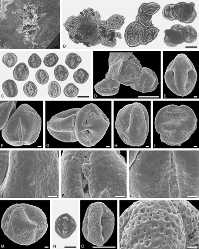 Figure 15. Protobombus pristinus Wappler et Engel from Eckfeld and associated pollen grains. A. Female (worker caste) PE 2000/863a,b.LS. B, C, N. LM micrographs. D‒M, O, P. SEM micrographs. B. Clumps dominated by Elaeocarpus sp. 2 pollen grains, with rare Euphorbiaceae gen. et sp. indet. 3 pollen grains. C. Elaeocarpus sp. 2 pollen grains in equatorial view. D, F, G. Clumps of Elaeocarpus sp. 2 pollen grains. E, H, M. Elaeocarpus sp. 2 pollen in equatorial view. I. Elaeocarpus sp. 2 pollen in polar view. J‒L. Elaeocarpus sp. 2, detail of tectum surface. N, O. Euphorbiaceae gen. et sp. indet. 3 pollen in equatorial view. P. Euphorbiaceae gen. et sp. indet. 3, detail of tectum surface. Scale bars – 1 mm (A), 10 µm (B-D, N-O), 1 µm (E‒M, P).