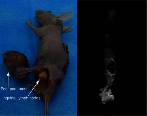 Figure 7 Representative images of primary footpad tumor and metastatic inguinal lymph nodes.