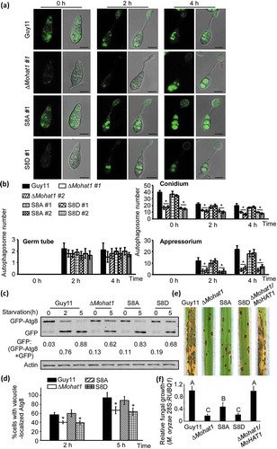 Figure 11. Phosphorylation of MoHat1 is important for autophagy and pathogenicity in M. oryzae. (a) Cellular location of APs during infection-related appressorium development in Guy11, ∆Mohat1 and ∆Mohat1/MoHAT1S8A (S8A) and ∆Mohat1/MoHAT1S8D (S8D) mutant strains. Scale bar: 10 μm. (b) Bar chart showing mean APs numbers present in conidia, germ tube and appressorium at 0, 2 and 4 hours after germination. Two transformants of each kind of mutant strain (∆Mohat1 #1 and ∆Mohat1 #2, S8A #1 and S8A #2, S8D #1 and S8D #2) were used for statistical analysis. Asterisks represent significant differences (p < 0.01). (c and d) Autophagy levels in different strains treated in MM-N (nitrogen starvation minimal medium) for 2 or 5 h were analyzed by western blot analysis for (c) GFP-MoAtg8 cleavage and (d) translocation of GFP-MoAtg8 into vacuoles (n = 100). Bars with asterisks represent significant differences (Duncan’s new multiple range method p < 0.01). (e) Rice spraying assays. Four milliliters of conidial suspension (5 × 104 spores/ml) of each strain were used for spraying and examination was made 7 days after inoculation. (f) Total DNA was extracted from 1.5 g disease leaves each from (e) and tested by qRT-PCR with M. oryzae 28S rDNA and rice genomic RUBQ1 primers. Different letters indicate statistically significant differences (Duncan’s new multiple range test, p < 0.01).